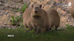 Maybe you would like to learn more about one of these? Pequenos Carpinchos Se Pasean Por El Zoologico De Berlin Youtube