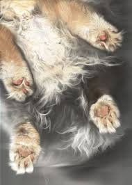 Got A Cat Got A Scanner The Choice Is Clear Cat Scan Cats Animal Photo