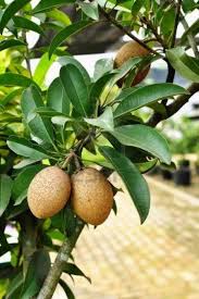 Pokok bidara ini saya beli di pasar tani. Pokok Ciku Mega Hybrid Lazada