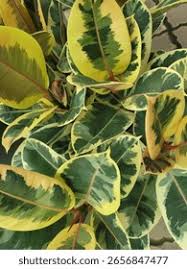Image result for ficus elastica flower