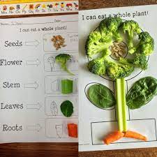Plant Activities For Kindergarten Preschool First Grade Elementary Science Kindergarten Science Elementary Science Plants Kindergarten