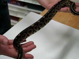 We did not find results for: Cinnamon Ball Python Youtube