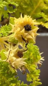 Image result for Kyllinga robinsoniana