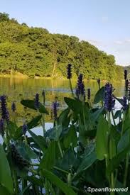 Image result for Pontederiaceae