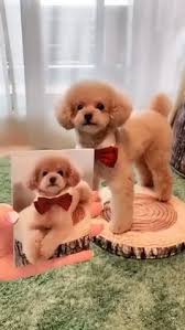 Levi memiliki kebiasaan yang unik, yaitu selalu membawa hadiah saat pulang ke rumah. 64 Hidupan Liar Ideas In 2021 Haiwan Peliharaan Anjing Besar Golden Retriever