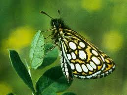 Image result for Heteropterus morpheus