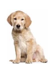 Where are golden retrievers from? Wandaufkleber Golden Retriever Westwingnow