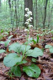 Image result for Rinorea elliptica