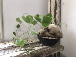 ステファニア・ヴェノサ  塊根植物 - CLUTCH FURNITURE