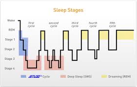 Cycle Of Sleep Sleep Stages Diagram Wiring Diagram Echo