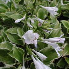 Another lovely attribute is its fragrant lavender flowers. Hosta Plantaginea Hybride So Sweet