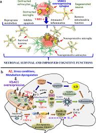 Targeting the overexpressed mitochondrial protein VDAC1 in a mouse model of  Alzheimers disease protects against mitochondrial dysfunction and  mitigates brain pathology | Translational Neurodegeneration | Full Text