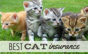 Jul 26, 2021 · pet insurance gives you a way to protect against the potential financial shock of a pet who needs extensive or expensive medical treatment. Best Cat Insurance 2021 Who S The Pick Of The Litter Caninejournal Com