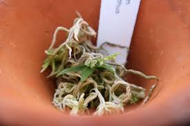 Image result for Angraecum chamaeanthus