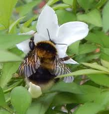 Image result for Bombus jonellus