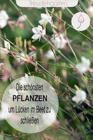Attraktive Pflanzen Als Luckenfuller Pflanzen Sommerblumen Garten Bepflanzen