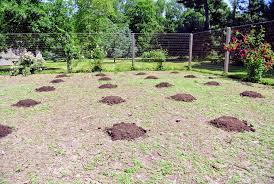 We recently had someone join our facebook group, backyard pumpkin growers society, who indicated that he/she was not a gardener, had never grown pumpkins before, but wanted to grow them for the kids. Planting In The Pumpkin Patch The Martha Stewart Blog