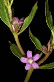 Image result for Raphionacme hirsuta