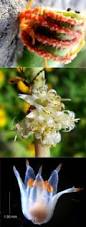 Image result for Cuscuta hyalina