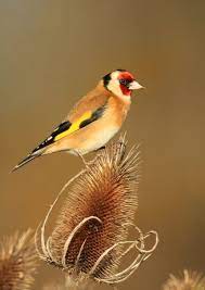 Setting up a water source will help to attract birds to your garden. Attract Goldfinches To Your Garden Scottish Wildlife Trust
