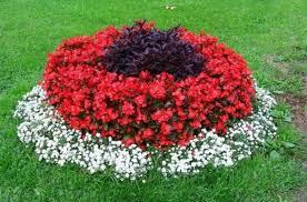 какие цветы посадить на клумбе чтобы цвели все лето фото Nizkoroslye Cvety Dlya Klumby Kotorye Budut Cvesti Vse Leto Plants Planting Flowers Daylily Garden