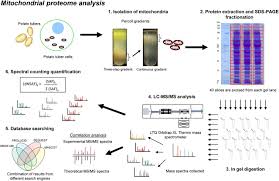 The Potato Tuber Mitochondrial Proteome Plant Physiology