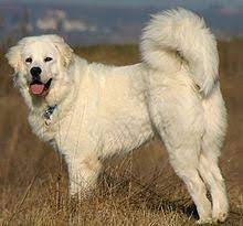 Get immediate access to our course Tatra Shepherd Dog Wikipedia