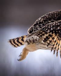 While sitting in the snow, with camera at the ready, this Great Gray Owl  comes from a far distance and lands next to me. I hope this was nothing  more than a