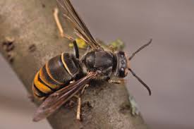 Image result for Crabbea velutina