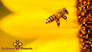 Are you searching for bee exterminator near me? Bee Removal Phoenix Phoenix Pest Control Service