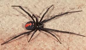 Black widow spiders also use their webs to ensnare their prey, which consists of flies, mosquitoes, grasshoppers, beetles, and caterpillars. Australia S Deadly Redback Spiders Invade Nzealand