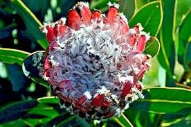 Image result for Protea gaguedi