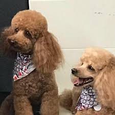 Escape the ordinary and indulge in all that pismo beach has to offer at dolphin bay resort & spa. The Pet Spa Home Facebook