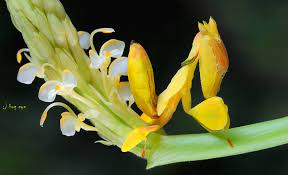 Orchid Mantis Orchid Mantis Yellow Orchid Orchids