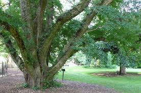 Image result for Ulmus parvifolia