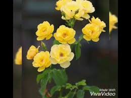 In this single webpage you can find various types of good night flowers images for whatsapp dp and our main goal is provide you beautiful good night flowers photos to wish your friends, family members, flowers have. Beautiful Flowers Images For Whatsapp Dp Youtube