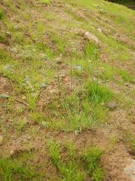 Image result for Digitaria compressa