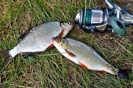 plotze angeln fische angeln friedfische