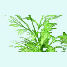 Image result for Ceratopteris thalictroides