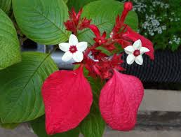 Image result for Mussaenda elegans