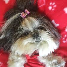 After all, this is a name that. Nandoism 21 Unique Girl Dog Names For Your Shih Tzu Dog Names Female Dog Names Unique Female Dog Names