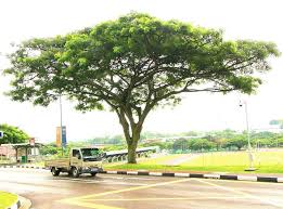 Image result for Samanea saman