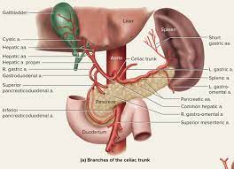 Maybe you would like to learn more about one of these? Is The Liver Known As The Blood Reservoir Quora