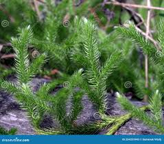 Image result for Lycopodium clavatum