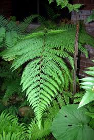 Image result for Microlepia speluncae