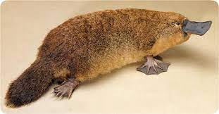 Socotra merupakan kawasan yang paling aneh di dunia. Minda Ke Tinta Dr Rushdan Noor Platypus Haiwan Paling Pelik Di Dunia