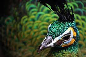 Green Peacock Beautiful Birds Animals Animal Photography