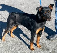 Maybe you would like to learn more about one of these? Rotterman Doberman Rottweiler Mix Info Puppies And Pictures