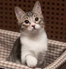 Black And White Kitty Names 50 Grey And White Cat Names Grey And White Cat Cute Cats Cats And Kittens