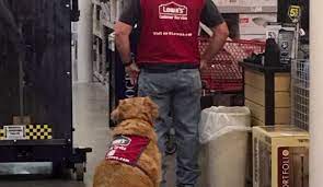Check spelling or type a new query. Lowe S Hires Disabled Veteran And His Medical Service Dog After He Couldn T Find A Job Cesar S Way